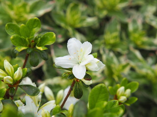 Fototapeta premium White azalea (Rhododendron) in full bloom – delicate spring flowers and glossy green foliage, ornamental shrub commonly used in gardens, borders, and landscape design