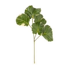 Fresh green shield aralia or polyscias scutellaria leaves branch isolated on transparent background