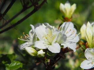 Obraz premium White azalea (Rhododendron) in full bloom – delicate spring flowers and glossy green foliage, ornamental shrub commonly used in gardens, borders, and landscape design