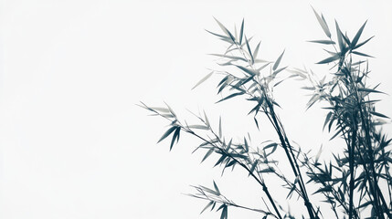 Obraz premium Photography, bamboo, beauty and silence, naturalness, loneliness, harmony Isolated on white background. 3D Illustration.