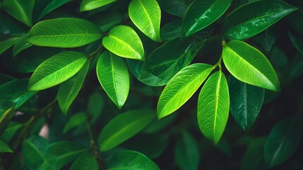 Fototapeta premium Close Up of Lush Green Leaves with Yellow Spots Natural Background