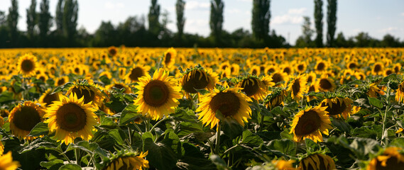 Sunflower close-up. Sunny flower. Agro-industrial fields of central Ukraine.Profitable agricultural crop.