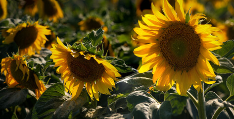 Sunflower close-up. Sunny flower. Agro-industrial fields of central Ukraine.Profitable agricultural crop.