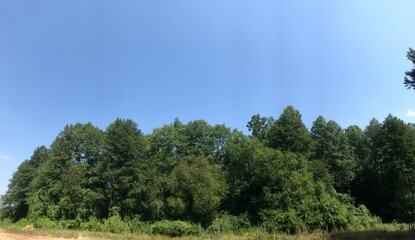 Lush green trees under bright blue sky during daytime
