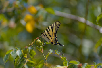 A horizontal close-up shot of a butterfly with yellow and black striped wings perched on a green...