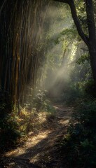 Sunlit trail in bamboo forest