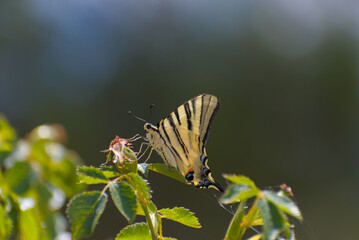 A horizontal close-up shot of a butterfly with yellow and black striped wings perched on a green plant in a sunny environment, creating a natural mood.