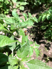 Beetle resting on a potato plant leaf in sunny garden