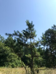 Lone pine tree stands tall against a clear blue sky