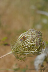 A close-up shot of a small, striped yellow and black bug perched on a dried plant in a sunny natural environment.