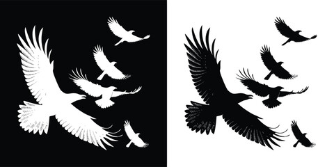 Fototapeta premium A flock of eagles or birds of prey in flight, captured as silhouettes against contrasting black and white backgrounds