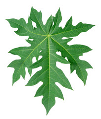 Green papaya leave or detailed close-up of papaya leaves . Fresh papaya leaf  isolated