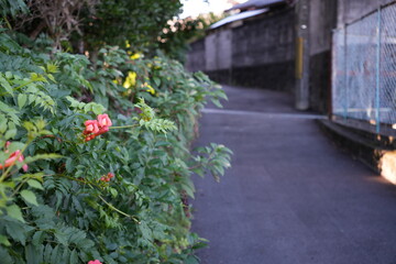 住宅街に咲く小さな花たち