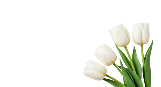 Four transparent tulips with soft textured petals and vibrant green stems, artfully arranged bottom right on a transparent isolated background with generous copy space, bathed in soft natural