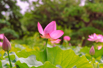 古代ハスと水滴ー75