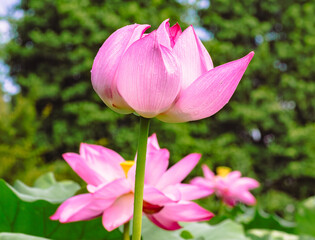 古代ハスと水滴ー41