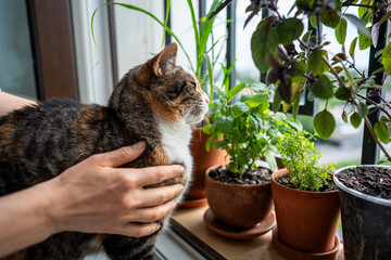 Curious cat sniffing potted mint on windowsill. Homegrown lemongrass, basil, indoor garden. Pet...