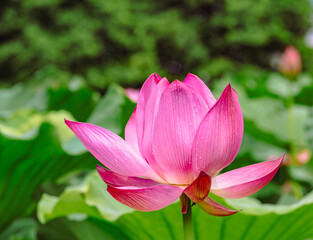 古代ハスと水滴ー40