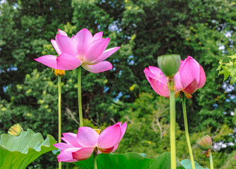 古代ハスと水滴ー16