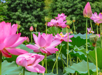 古代ハスと水滴ー19