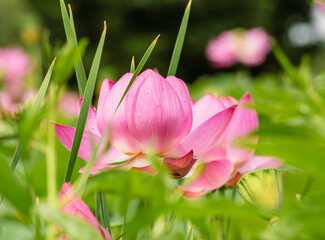 古代ハスと水滴ー13