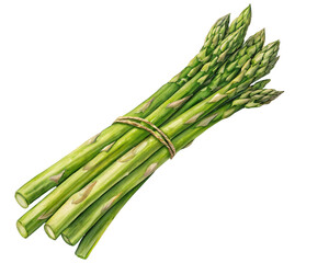 Fototapeta premium A Beautiful Watercolor Illustration of Fresh Green Asparagus Tied Together with Twine Depicting Healthy Eating and Organic Produce