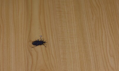The carcass of a kissing bugs on a wooden table.