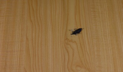 The carcass of a kissing bugs on a wooden table.