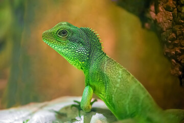 Portrait of a Asian Water Dragon on a stone in a vivarium. Physignathus cocincinus, Aquarium de Touraine, Touraine, Indre et Loire 37, région Centre Val de Loire, France, European Union, Europe