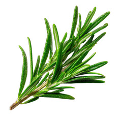 Fototapeta premium Rosemary Sprig Fresh Herb Closeup