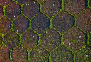 Close-up of weathered hexagonal stones with moss growing between the cracks, creating a natural geometric pattern.