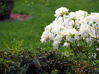 White azalea (Rhododendron) in full bloom – delicate spring flowers and glossy green foliage, ornamental shrub commonly used in gardens, borders, and landscape design