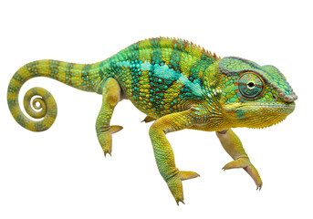 Obraz premium Close-up of a vibrant green and yellow chameleon with a curled tail, isolated on a white background.