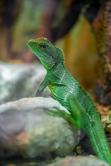 Asian Water Dragon on a stone in a vivarium. Physignathus cocincinus, Aquarium de Touraine, Touraine, Indre et Loire 37, région Centre Val de Loire, France, European Union, Europe