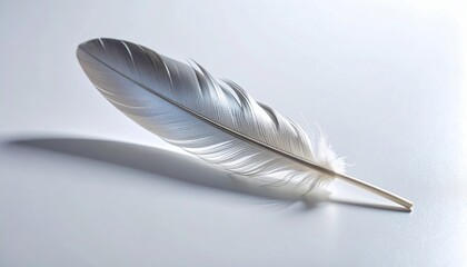 Elegant White Feather Against Light Background