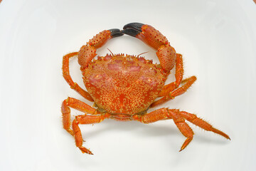Boiled crab with protruding claws with black tips, on a white plate, is ideal for cooking, seafood...
