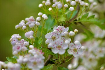 Close-up of blooming hawthorn tree branches with clusters of small white flowers and green leaves in a springtime forest. Natural light and vibrant foliage create a peaceful nature scene