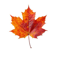Fototapeta premium Autumn Maple Leaf Vibrant Fall Colors Detailed Macro Photography