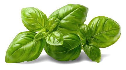 Basil leaves on white background