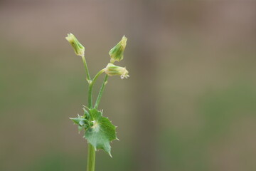 Sonchus oleraceus is a plant in the dandelion tribe within the daisy family