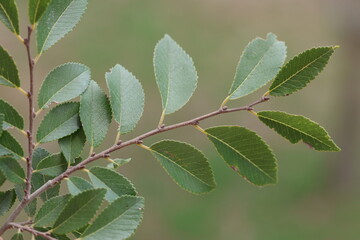 Ulmus parvifolia, commonly known as the Chinese elm or lacebark elm, is a species native to ...