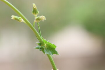 Sonchus oleraceus is a plant in the dandelion tribe within the daisy family