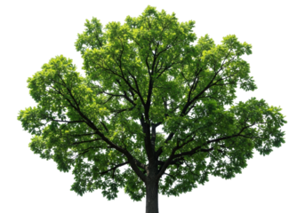 Large, mature deciduous oak tree with vibrant, emerald green, translucent leaves and dark, gnarled branches, isolated on an infinite transparent studio background from a low angle, concept of natural