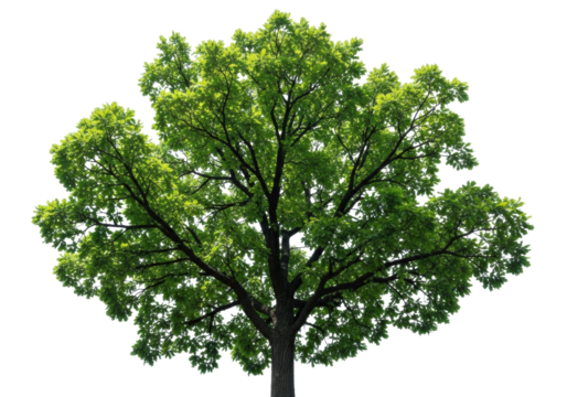 Large, mature deciduous oak tree with vibrant, emerald green, translucent leaves and dark, gnarled branches, isolated on an infinite transparent studio background from a low angle, concept of natural