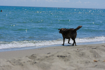 A dog with its tongue hanging out walks along the wet sand on a sunny beach, with the blue ocean and foamy waves in the background, creating a joyful mood.