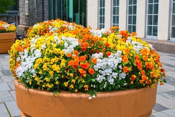 Multicolored varieties of beautiful pansies flowers