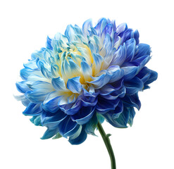 Obraz premium Stunning blue and yellow dahlia flower showcasing intricate layered petals with a vibrant gradient, perfect for elegant floral designs and natural beauty concepts