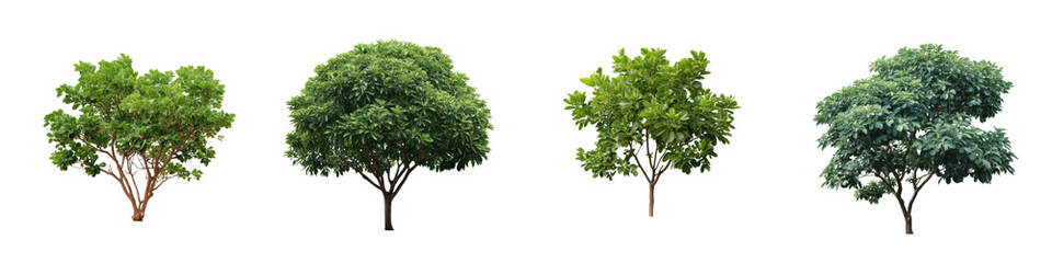 Four Distinct Green Trees With Visible Branches And Foliage Isolated On A Transparent Background Isolate