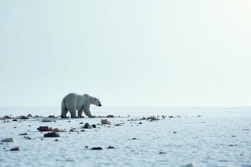 Fototapeta premium A solitary polar bear traversing a desolate icy expanse littered with debris