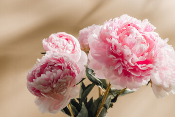 Pink peony flowers closeup with sunlight aesthetic shadows on pastel beige background